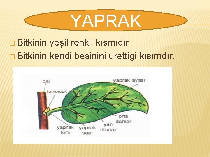 YAPRAK � Bitkinin yeşil renkli kısmıdır � Bitkinin kendi besinini ürettiği kısımdır. 