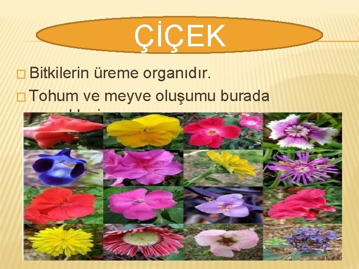 ÇİÇEK � Bitkilerin üreme organıdır. � Tohum ve meyve oluşumu burada gerçekleşir. 