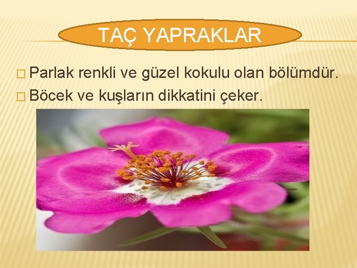 TAÇ YAPRAKLAR � Parlak renkli ve güzel kokulu olan bölümdür. � Böcek ve kuşların