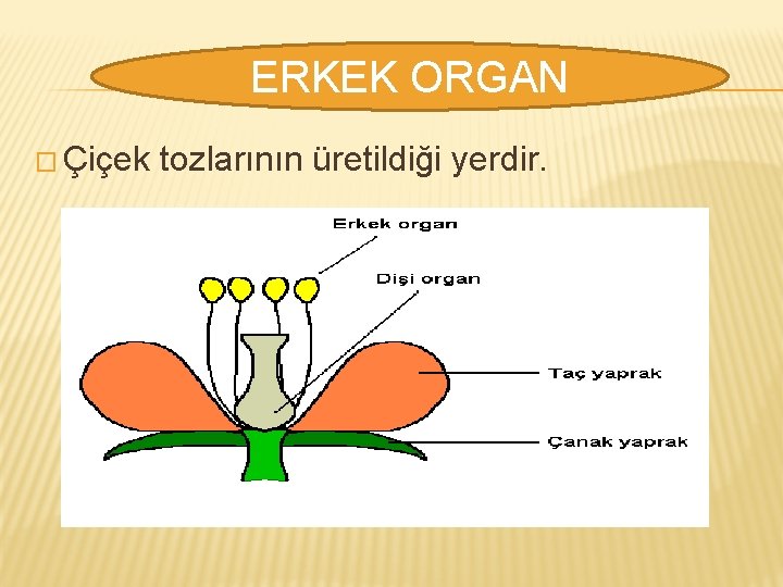 ERKEK ORGAN � Çiçek tozlarının üretildiği yerdir. 