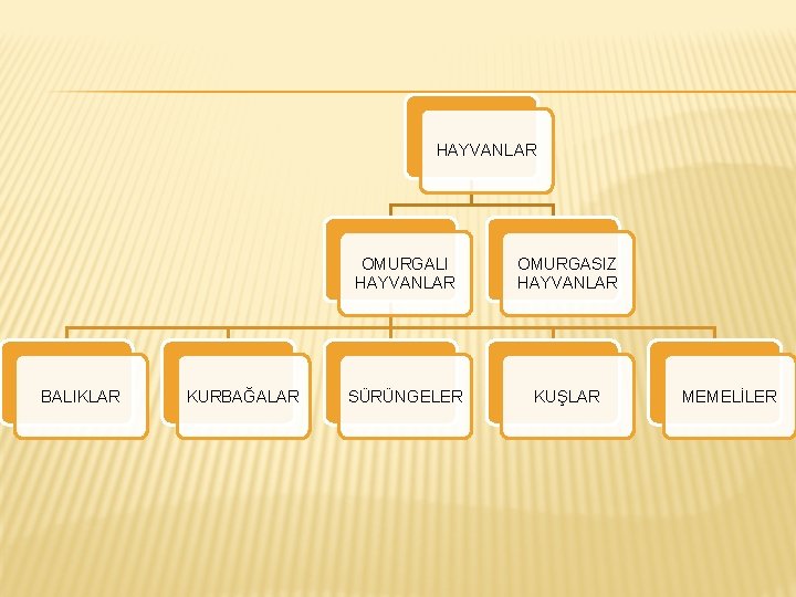 HAYVANLAR BALIKLAR KURBAĞALAR OMURGALI HAYVANLAR OMURGASIZ HAYVANLAR SÜRÜNGELER KUŞLAR MEMELİLER 