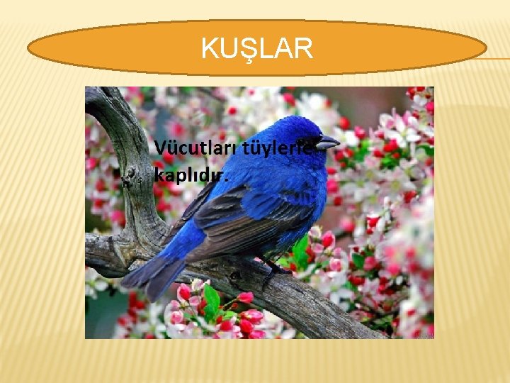 KUŞLAR 