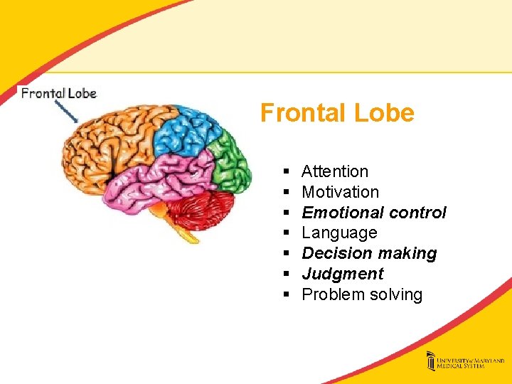 Frontal Lobe § § § § Attention Motivation Emotional control Language Decision making Judgment