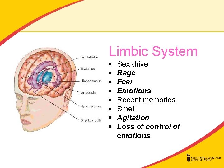 Limbic System § § § § Sex drive Rage Fear Emotions Recent memories Smell