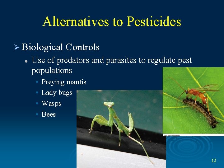 Alternatives to Pesticides Ø Biological Controls l Use of predators and parasites to regulate