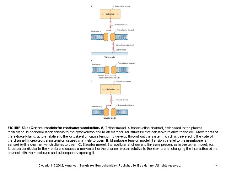 FIGURE 53 -1: General models for mechanotransduction. A, Tether model. A transduction channel, embedded