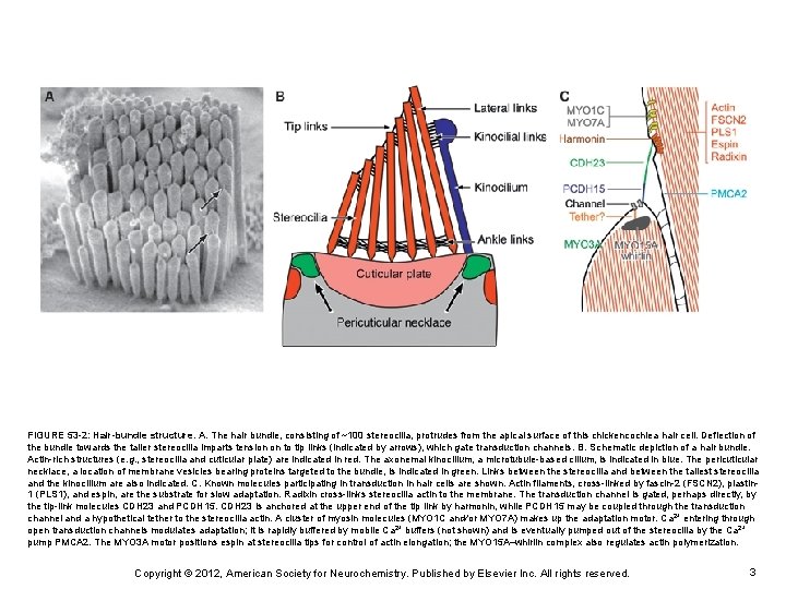 FIGURE 53 -2: Hair-bundle structure. A. The hair bundle, consisting of ~100 stereocilia, protrudes