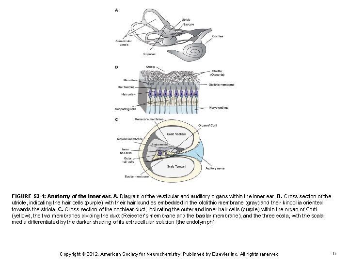 FIGURE 53 -4: Anatomy of the inner ear. A. Diagram of the vestibular and
