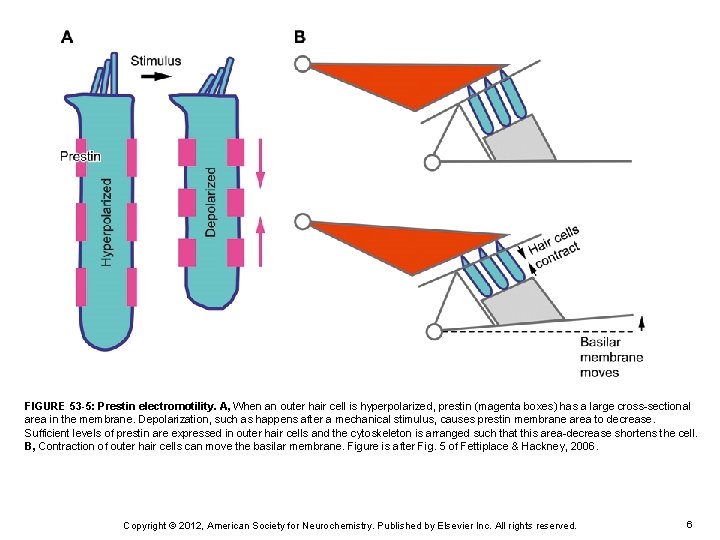 FIGURE 53 -5: Prestin electromotility. A, When an outer hair cell is hyperpolarized, prestin