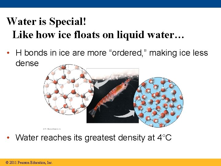 Water is Special! Like how ice floats on liquid water… • H bonds in