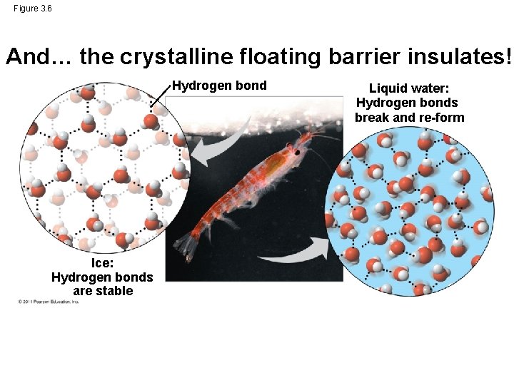 Figure 3. 6 And… the crystalline floating barrier insulates! Hydrogen bond Ice: Hydrogen bonds