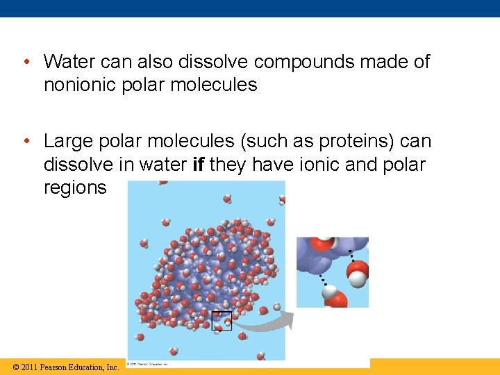  • Water can also dissolve compounds made of nonionic polar molecules • Large
