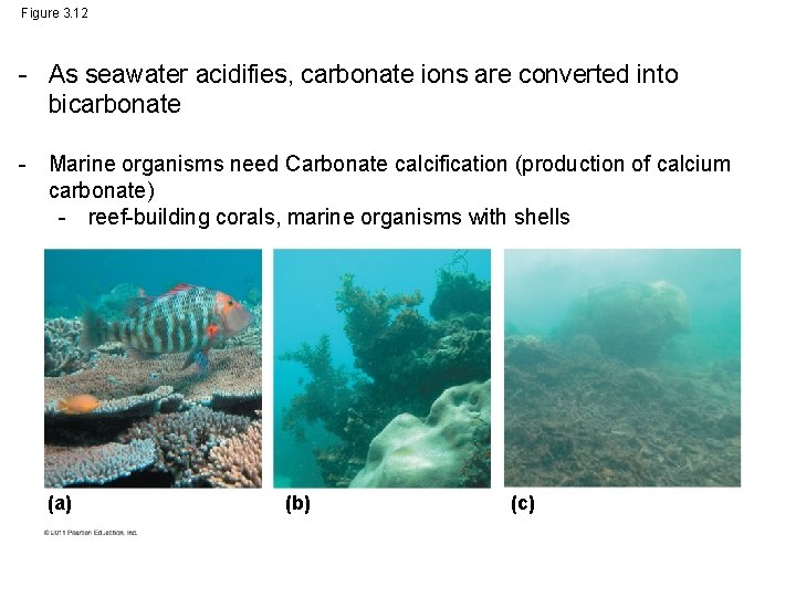 Figure 3. 12 - As seawater acidifies, carbonate ions are converted into bicarbonate -