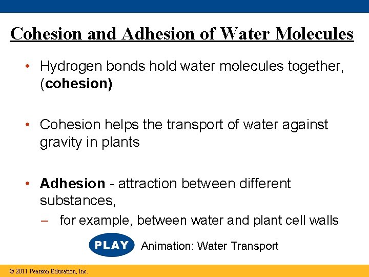 Cohesion and Adhesion of Water Molecules • Hydrogen bonds hold water molecules together, (cohesion)