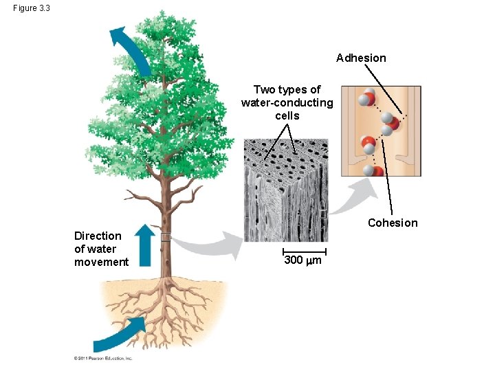 Figure 3. 3 Adhesion Two types of water-conducting cells Cohesion Direction of water movement