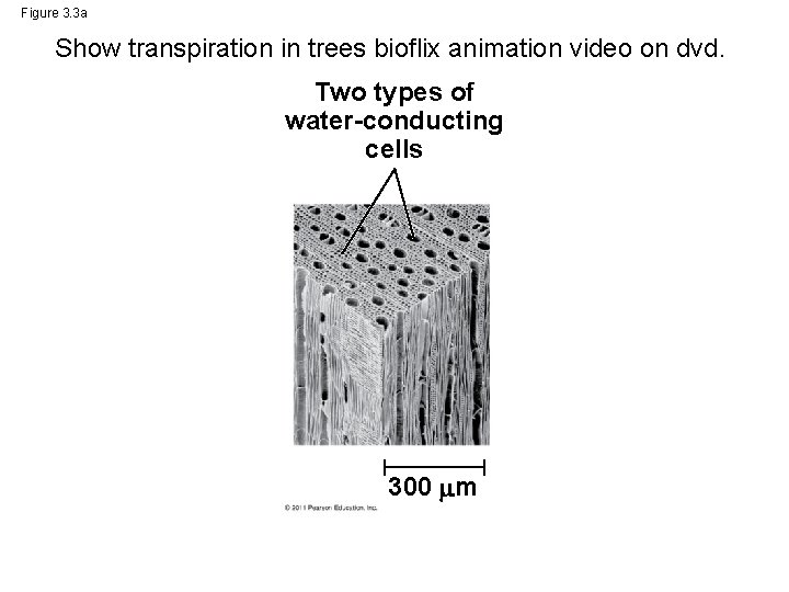 Figure 3. 3 a Show transpiration in trees bioflix animation video on dvd. Two