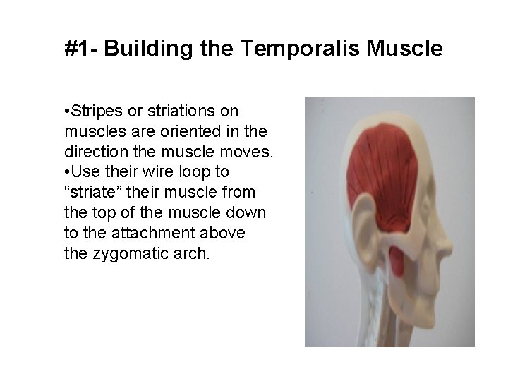 #1 - Building the Temporalis Muscle • Stripes or striations on muscles are oriented