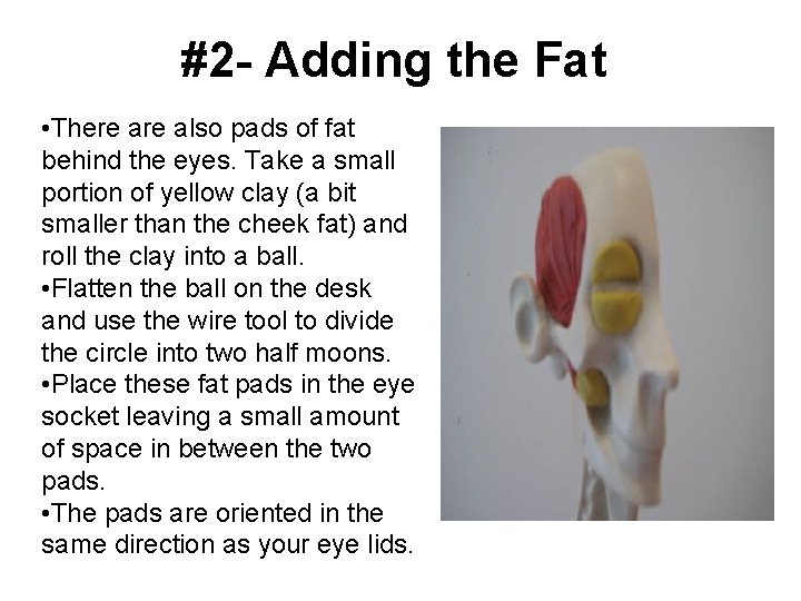 #2 - Adding the Fat • There also pads of fat behind the eyes.