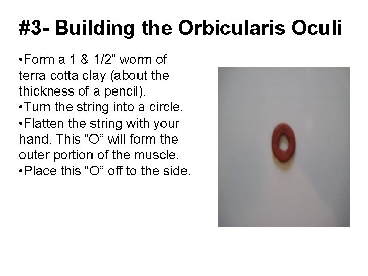 #3 - Building the Orbicularis Oculi • Form a 1 & 1/2” worm of