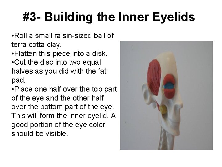 #3 - Building the Inner Eyelids • Roll a small raisin-sized ball of terra