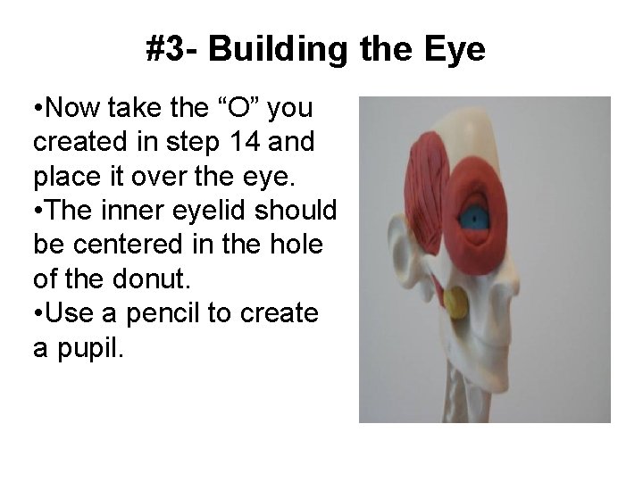 #3 - Building the Eye • Now take the “O” you created in step