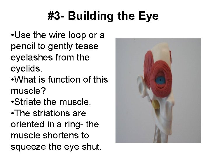 #3 - Building the Eye • Use the wire loop or a pencil to