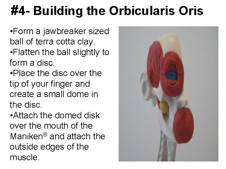 #4 - Building the Orbicularis Oris • Form a jawbreaker sized ball of terra