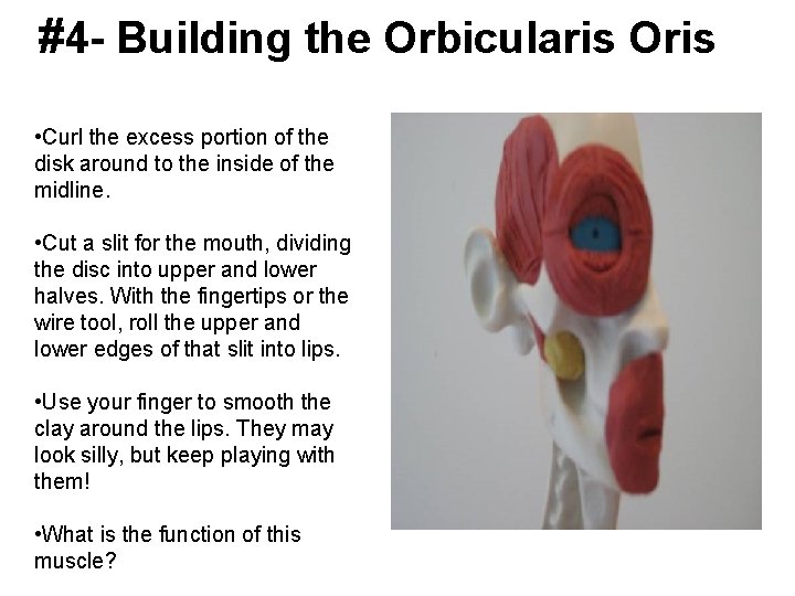 #4 - Building the Orbicularis Oris • Curl the excess portion of the disk