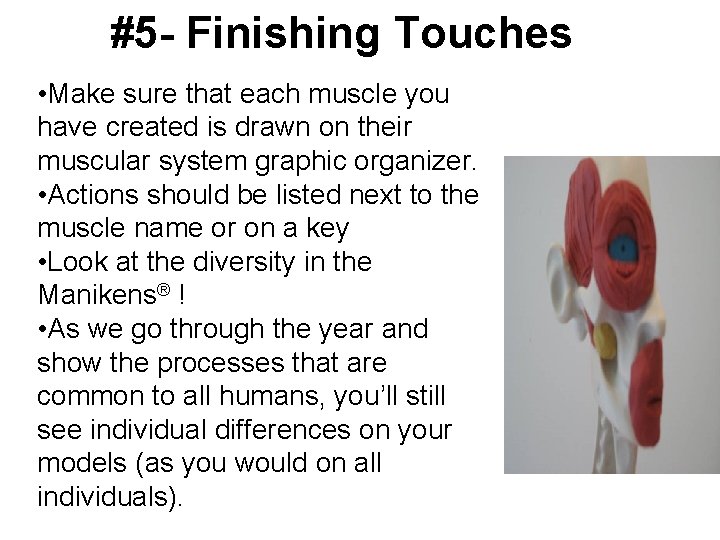 #5 - Finishing Touches • Make sure that each muscle you have created is