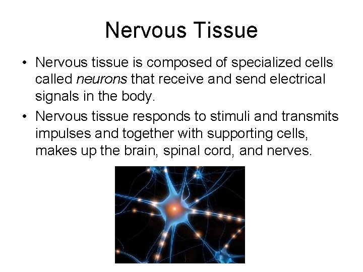 Nervous Tissue • Nervous tissue is composed of specialized cells called neurons that receive