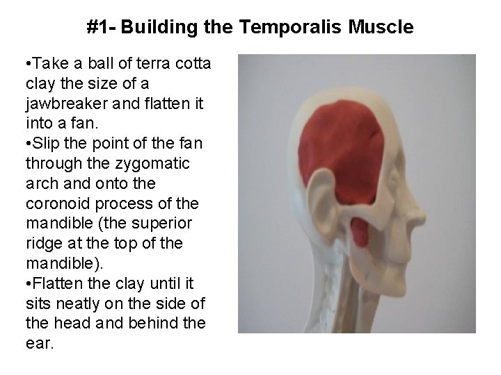 #1 - Building the Temporalis Muscle • Take a ball of terra cotta clay