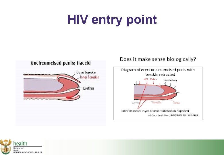 HIV entry point 