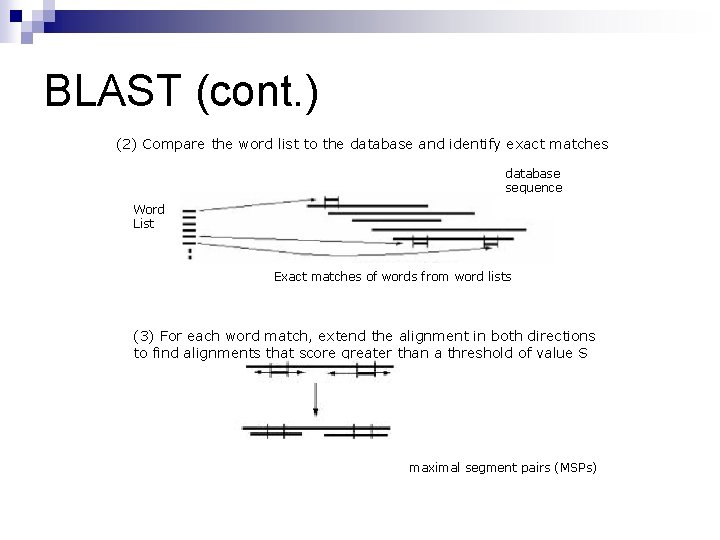 BLAST (cont. ) (2) Compare the word list to the database and identify exact