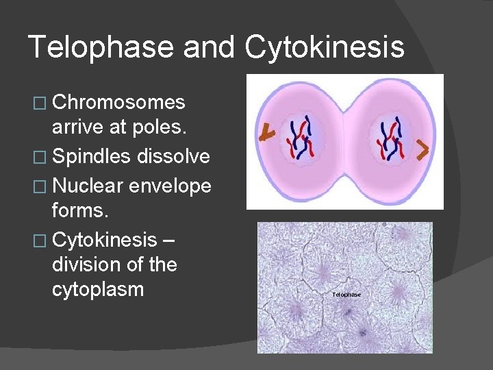 Telophase and Cytokinesis � Chromosomes arrive at poles. � Spindles dissolve � Nuclear envelope