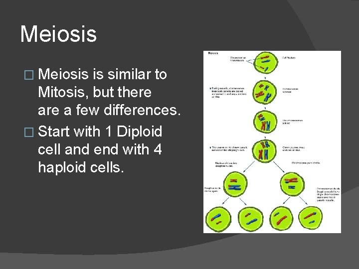 Meiosis � Meiosis is similar to Mitosis, but there a few differences. � Start