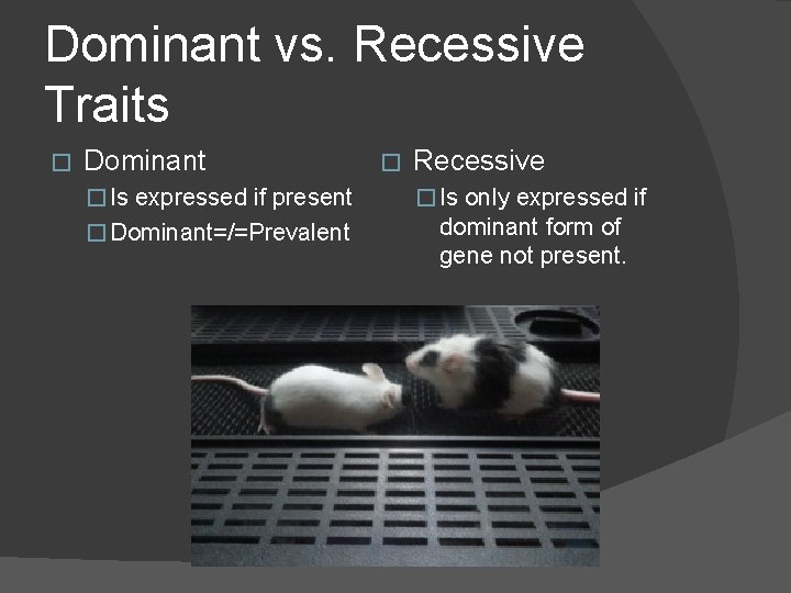 Dominant vs. Recessive Traits � Dominant � Recessive � Is expressed if present �