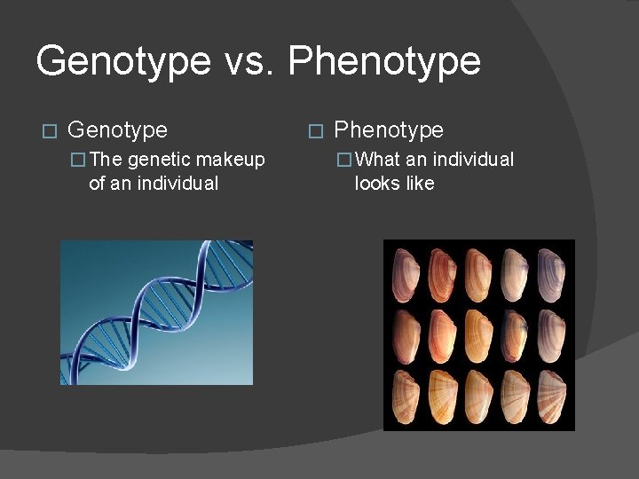 Genotype vs. Phenotype � Genotype � The genetic makeup of an individual � Phenotype