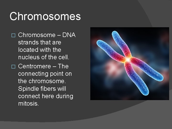 Chromosomes Chromosome – DNA strands that are located with the nucleus of the cell.