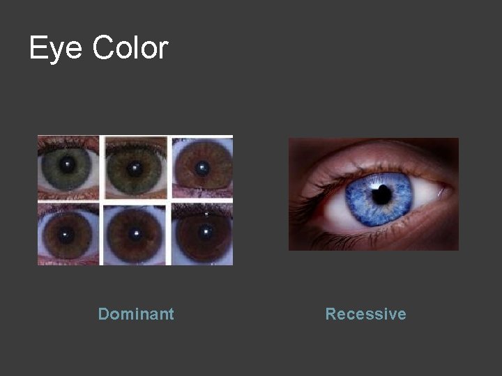 Eye Color Dominant Recessive 