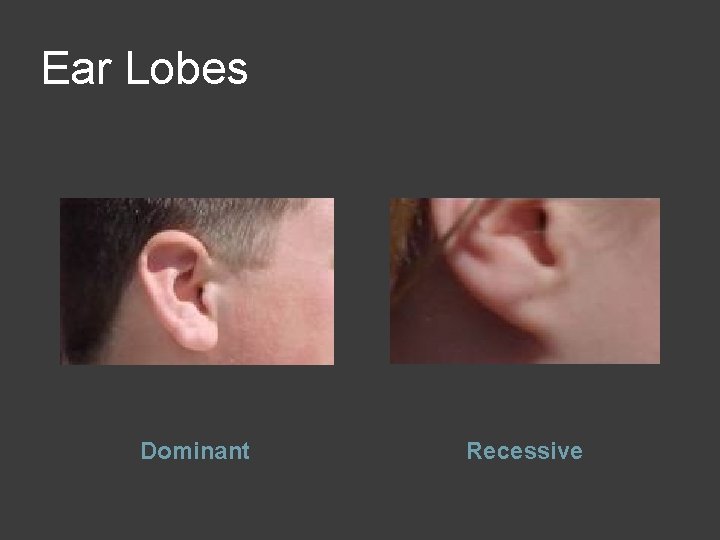 Ear Lobes Dominant Recessive 