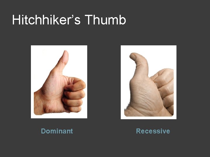 Hitchhiker’s Thumb Dominant Recessive 