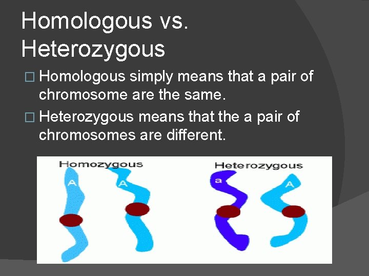 Homologous vs. Heterozygous � Homologous simply means that a pair of chromosome are the