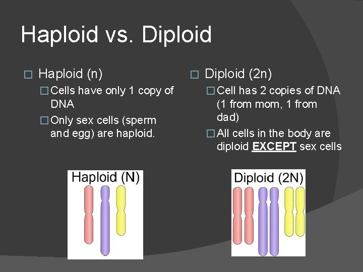 Haploid vs. Diploid � Haploid (n) � Diploid (2 n) � Cells have only