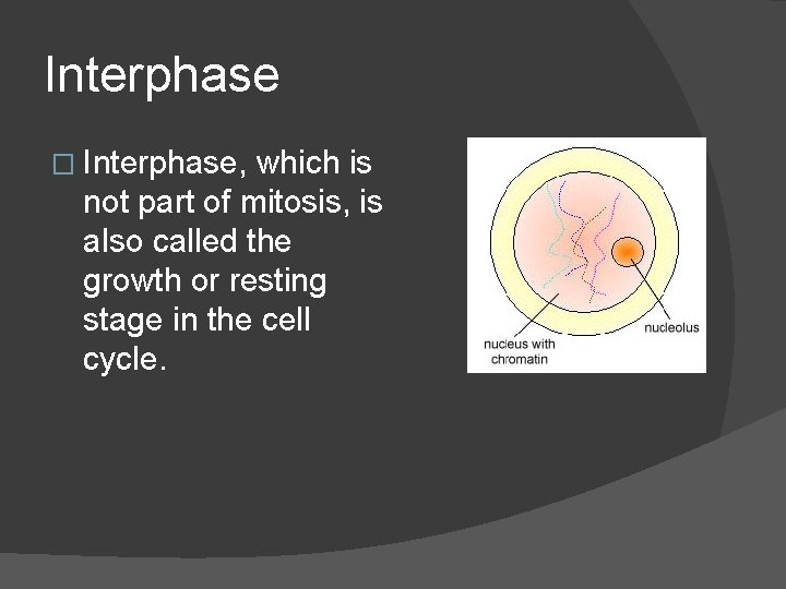 Interphase � Interphase, which is not part of mitosis, is also called the growth