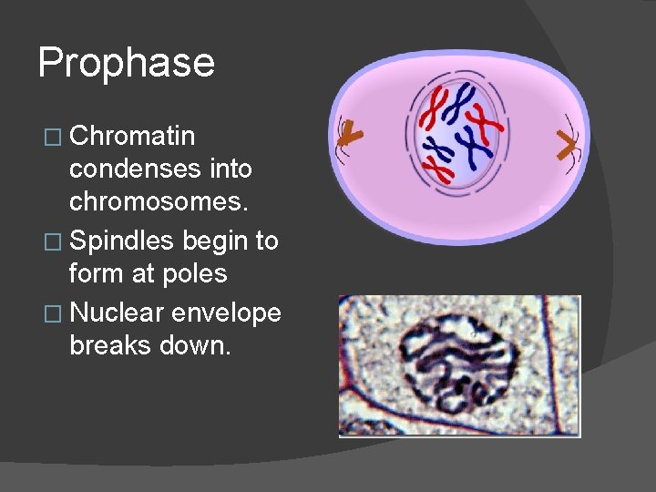 Prophase � Chromatin condenses into chromosomes. � Spindles begin to form at poles �