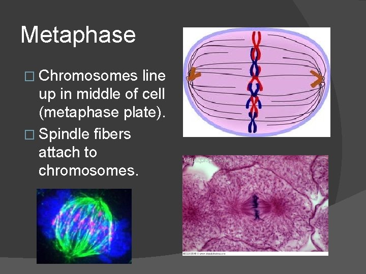 Metaphase � Chromosomes line up in middle of cell (metaphase plate). � Spindle fibers