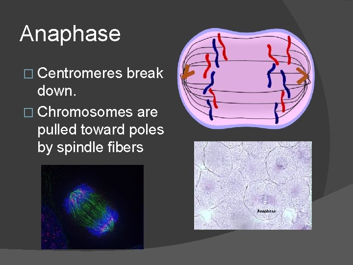 Anaphase � Centromeres break down. � Chromosomes are pulled toward poles by spindle fibers