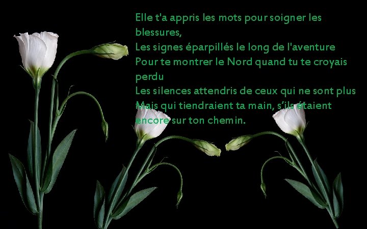 Elle t'a appris les mots pour soigner les blessures, Les signes éparpillés le long