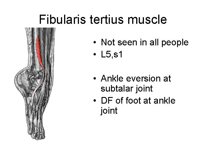 Fibularis tertius muscle • Not seen in all people • L 5, s 1