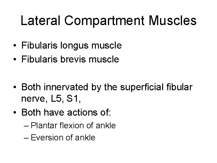 Lateral Compartment Muscles • Fibularis longus muscle • Fibularis brevis muscle • Both innervated